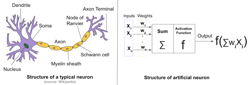 Real vs artificial neurons