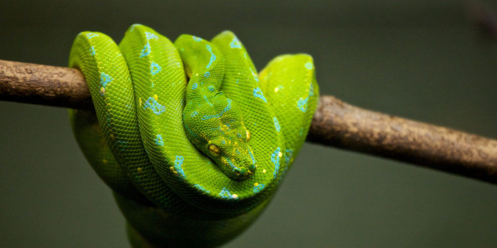 ActivePython vs. Open Source Python: What's the Difference