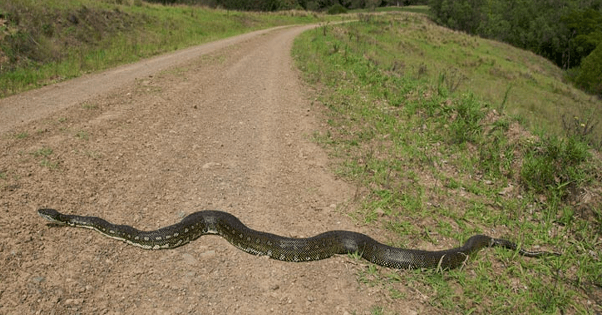 Python